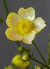 <em>Ranunculus acris subsp citrinus</em>